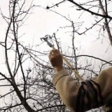 Kako formirati krunu kruške - šeme rezidbe